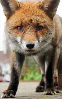  ??  ?? Predator: The fearless urban fox