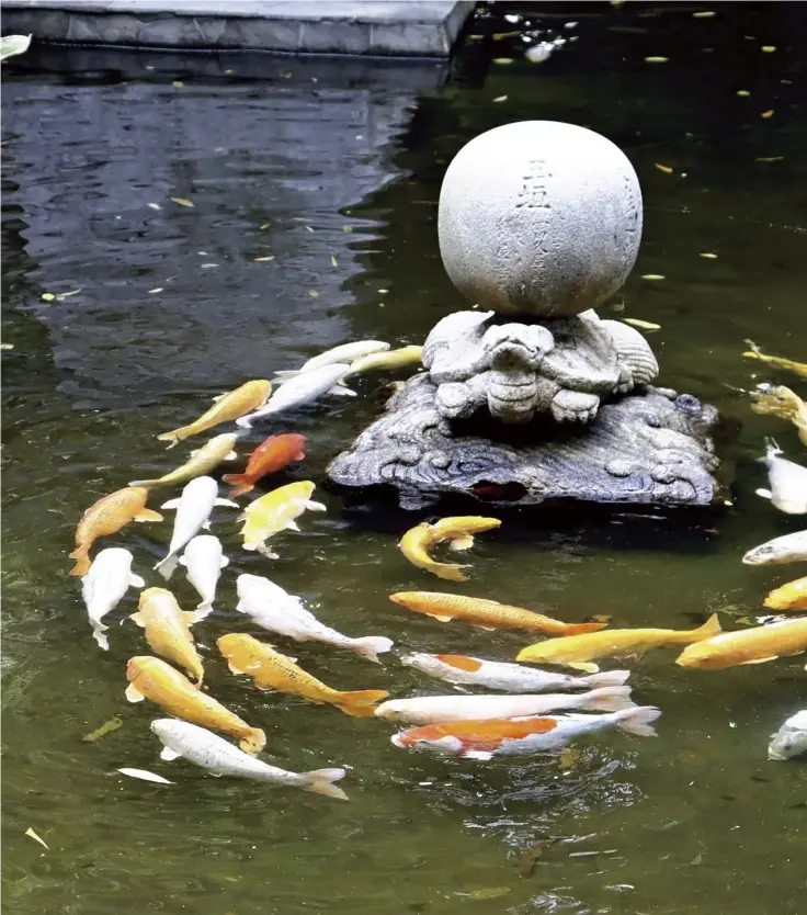  ?? ?? Yomiuri Shimbun photos
Colorful carp swim in a circle at Ishizuchi Shrine in Saijo, Ehime Prefecture.