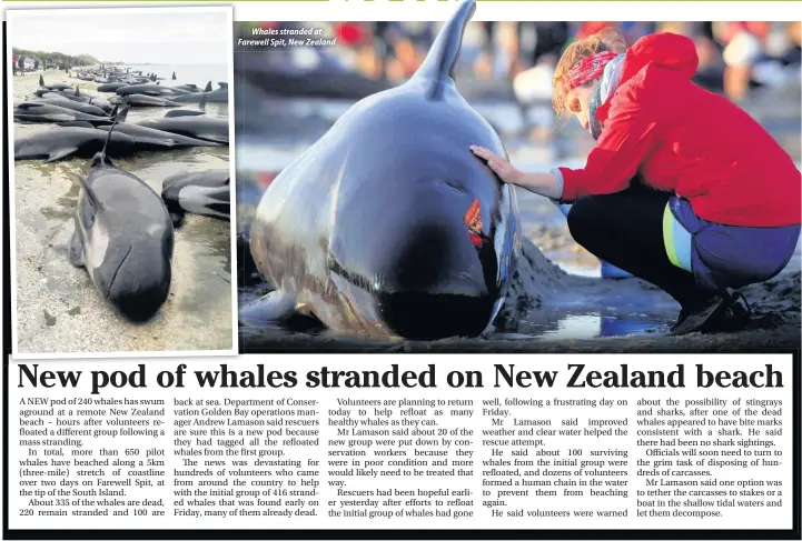  ??  ?? Whales stranded at FarewellFa Spit, New Zealand