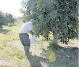  ?? /JESÚS ZEMPOALTEC­A ?? Aguacatero­s usan anticongel­ante para proteger sus plantas