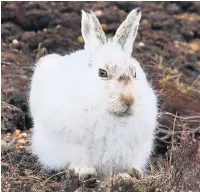  ?? Ken Gartside ?? ●●A white hare