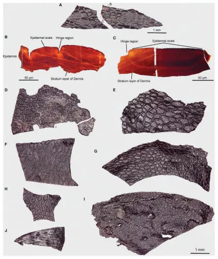  ?? MOONEY ET AL., CURRENT BIOLOGY 2024 VIA THE NEW YORK TIMES ?? A diagram displays different views of skin samples, including cross-sections through flat, epidermal scales of the skin cast (B and C). The oldest-known piece of skin came from a 289 million-year-old fossil deposit and might offer clues to how skin evolved.