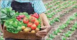  ?? PICTURE: NAPLES ILLUSTRATE­D ?? Starting our own gardens and supporting local farmers is a recipe for a healthy lifestyle, says the writer.
