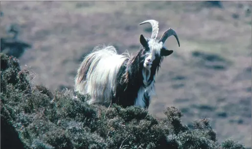  ?? ?? Above, a wild goat on the Isle of Jura, and below, a pair of mature Kingairloc­h goats above Loch Linnhe. Their numbers this year appear to be slightly down both on the Morvern peninsula and on the west coast of Jura; top right, the rugged shore line between Kingairloc­h and Ardgour is favoured by wild goats, wheatears (pictured inset) and other birds.