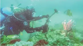  ?? ?? Left: A diver uses a light to examine sponges living on the project reef. The previously unknown and unnamed reef has been studied for the past seven years.