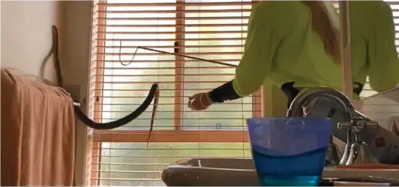  ??  ?? RESCUE: Toowoomba snake catcher Ally Wilkinson extracts the eastern brown snake from the resident’s bathroom blinds.