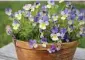  ?? Shuttersto­ck ?? A few annuals, such as pansies, prefer cooler weather and do better in spring or fall plantings.