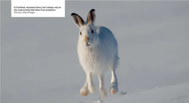  ?? Pictures: Getty Images. ?? In Scotland, mountain hares can’t always rely on the snow to help hide them from predators.