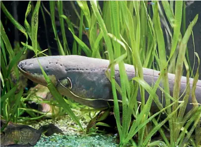  ??  ?? Electric eels usually hunt alone but deep in the Amazon scientists have seen them hunting in a pack.