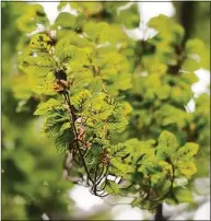  ?? Tyler Sizemore / Hearst Connecticu­t Media file photo ?? Details of a copper beech tree's leaves can be seen during the Tree Walk at Byram Park in the Byram section of Greenwich in 2018.