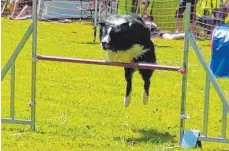  ?? FOTO: PRIVAT ?? Bordercoll­ie „Pepe vom grünen Kuckuck“von der OG Ravensburg bewältigte den Agility-Parcours am schnellste­n.