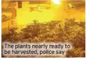  ?? ?? The plants nearly ready to be harvested, police say