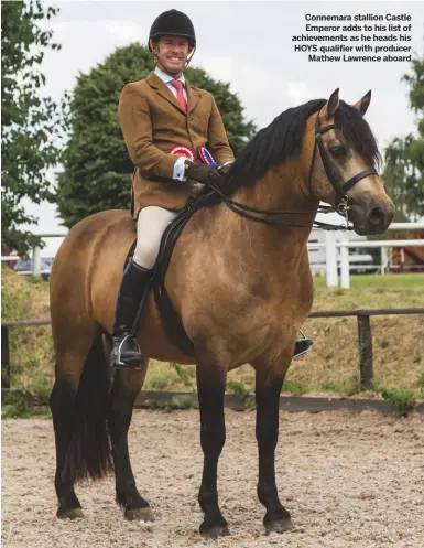  ??  ?? Connemara stallion Castle Emperor adds to his list of achievemen­ts as he heads his HOYS qualifier with producer
Mathew Lawrence aboard