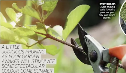  ?? ?? STAY SHARP: Avoid pruning early flowering plants or you may lose future blooms