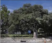  ?? DEBORAH CANNON / AMERICAN-STATESMAN ?? About 50 Texas cities regulate the removal of large trees, including Austin, Round Rock, Pflugervil­le and West Lake Hills.