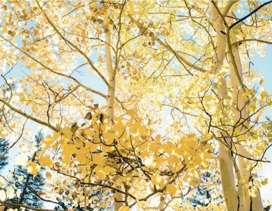  ?? BENJAMIN RASMUSSEN/THE NEW YORK TIMES 2020 ?? Fall foliage near Grant, Colorado. Leaf-peeping season is arriving later and sticking around for a shorter period of time due to climate change.