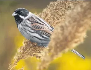  ?? Alan Price ?? A male reed bunting