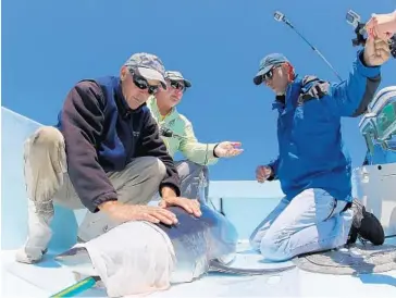  ?? PHOTOS BY GEORGE SCHELLENGE­R/GUY HARVEY OCEAN FOUNDATION ?? Capt. Mark Sampson, left, Brad Wetherbee and Mahmood Shivji place a satellite-linked tag on a mako shark to monitor its movements. Tracking the sharks might be a key to their survival.