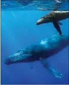  ??  ?? Les prises de vue sous-marines des baleines sont impression­nantes.