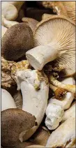  ?? Arkansas Democrat-Gazette/CARY JENKINS ?? This mushroom mix oyster and chestnut. includes king