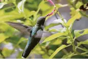  ?? Kathleen Scott ?? Hummingbir­ds are attracted to the red tubular flowers of Golden Delicious pineapple sage.