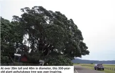  ??  ?? At over 20m tall and 40m in diameter, this 350-yearold giant pohutukawa tree was awe-inspiring.