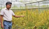  ?? AFP ?? Golden rice breeder Mallikarju­na Swamy examining golden rice at the IRRI transgenic screenhous­e in Los Banos, Laguna province, south of Manila. —