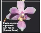  ?? (Ronny Boos) ?? Phalaenops­is equestris var. rosea