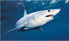  ??  ?? The UK has proposed a ban on hunting the endangered Mako shark, but Brussels blocked the move