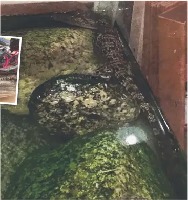  ??  ?? SURPRISE FIND: Innisfail police have found a baby crocodile being kept in a fish tank during a drug raid. INSET: The baby saltie is being looked after temporaril­y at the police station.