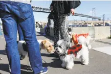  ??  ?? Participan­ts in the festivitie­s greet each other as the canines get together to celebrate the advent of the Year of the Dog.