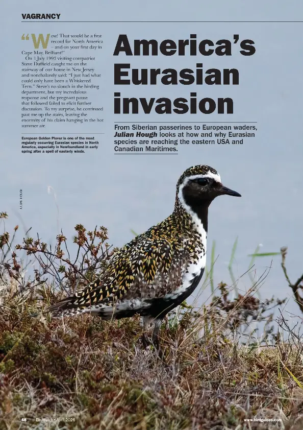  ?? ?? European Golden Plover is one of the most regularly occurring Eurasian species in North America, especially in Newfoundla­nd in early spring after a spell of easterly winds.