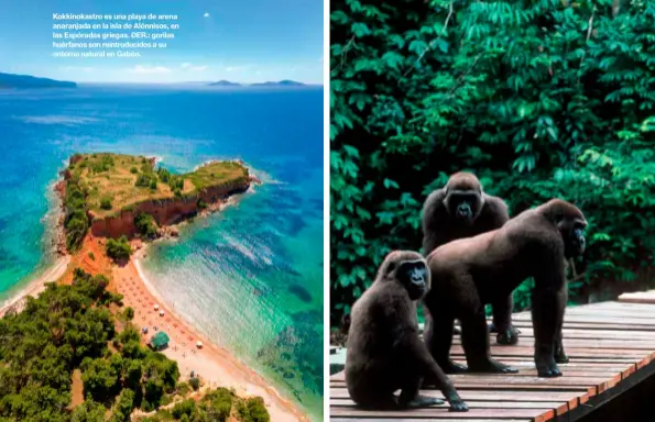  ??  ?? Kokkinokas­tro es una playa de arena anaranjada en la isla de Alónnisos, en las Espóradas griegas. DER.: gorilas huérfanos son reintroduc­idos a su entorno natural en Gabón.