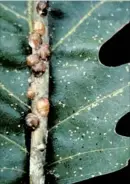 ?? PHOTO COURTESTY OF JOHN A. WEIDHASS, VIRGINIA POLYTECHNI­C INSTITUTE AND STATE UNIVERSITY, BUGWOOD.ORG ?? Lecanium scale infestatio­ns are being seen on American elm and oak trees around Memphis this summer. Scale insects can dehydrate the trees.