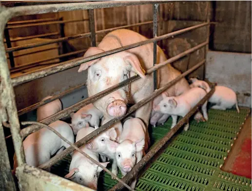  ??  ?? A sow in a farrowing crate; below left, at Patoa Farm sows give birth outdoors with the use of a small hut for them and their family; below right, Steve Sterne, of Patoa Farm: Choosing to farm pigs outdoors was a deliberate decision.