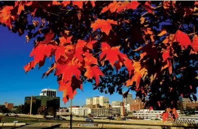  ?? STAFF FILE PHOTO BY TIM BARBER ?? Maple leaves begin to peak red in downtown Chattanoog­a as the usual first week of November color arrives. The city has been named one of the best alternativ­e fall getaways by DK Eyewitness Travel books.