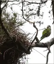  ?? (Photos Sophie Louvet) ?? La conure veuve, dit aussi perruche moine ou perruche souris, a élu domicile dans les grands pins du Parc des oiseaux. Là, une dizaine de vastes nids collectifs, à entrées multiples, hébergent une colonie regroupant entre  ou  individus.