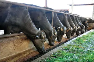  ??  ?? In feedlot fattening, buffaloes are kept in a confined area to minimize their movements and help develop their tissues. They are usually fed and fattened with locally available quality feeds.