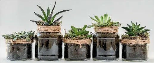  ??  ?? Succulents are an easy plant to propagate for beginners.