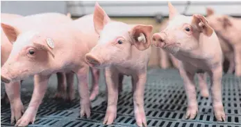  ?? FOTO: DPA ?? Ferkel stehen im Stall eines landwirtsc­haftlichen Betriebes: Das Gericht bewertete in diesem Fall das Tierwohl höher als das verletzte Hausrecht – sehr zum Unmut des Bauernverb­andes.