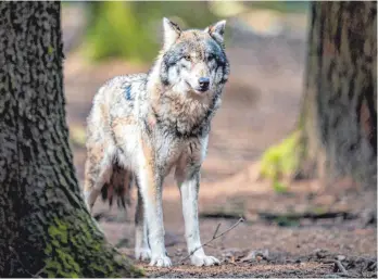  ?? FOTO: ALEXANDER HEINL/DPA ?? Im Südwesten leben bislang drei einzelne Wölfe. In Bayern gibt es bereits einige Rudel. Im Vergleich zu Nord- und Ostdeutsch­land sind das sehr wenige Tiere.