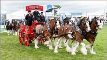  ?? ?? Heavy horse turnout of fours – Peggyslea’s Clydesdale­s with Ailsa Noble at the reins