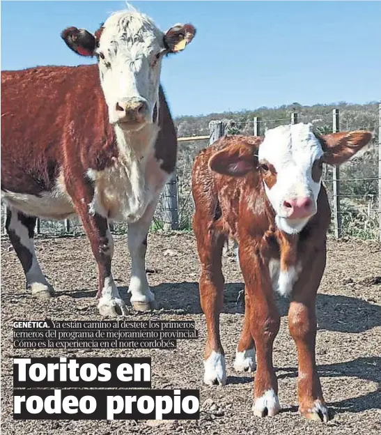  ?? GENTILEZA HUMBERTO TRÍBULO ?? EJEMPLARES. Los embriones se implantaro­n en diciembre de 2019 y las crías nacieron en septiembre pasado. Ya pesan 200 kilos, 40% más que lo normal en el norte cordobés.