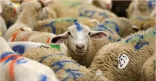  ?? (Amr Alfiky/Reuters) ?? SHEEP AT a halal butchery in Brooklyn are prepared for slaughter on Eid al-Adha.