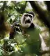  ??  ?? NATURE CALLS: dining al fresco, top; a colobus monkey in the forest, above