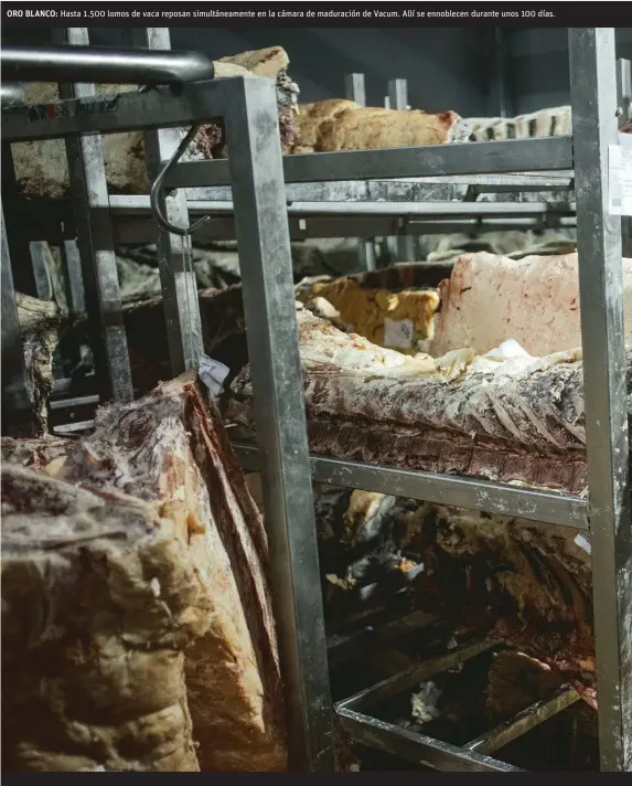  ??  ?? ORO BLANCO: Hasta 1.500 lomos de vaca reposan simultánea­mente en la cámara de maduración de Vacum. Allí se ennoblecen durante unos 100 días.