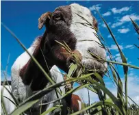  ?? JEFF MCINTOSH THE CANADIAN PRESS FILE PHOTO ?? The Department of National Defence has put out a tender for goats and sheep to graze on the base at 4 Wing Cold Lake.