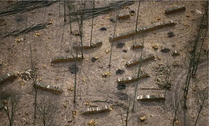  ?? © Roger Rozencwajg/ belga ?? Bomen opstoken om energie op te wekken, helpt niet tegen de klimaatopw­arming, waarschuwd­en zeshonderd wetenschap­pers. Ze hebben gehoor gekregen.