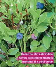  ??  ?? Ceaiul de afin este indicat pentru detoxifier­ea tractului intestinal și a celui urinar.