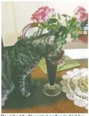  ??  ?? Cleo (short for Cleopatra) prefers to drink her water straight from the vase! - Dawn